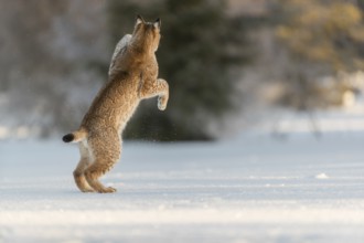 One young male Eurasian lynx, (Lynx lynx), running over a snow covered meadow with a forest in the