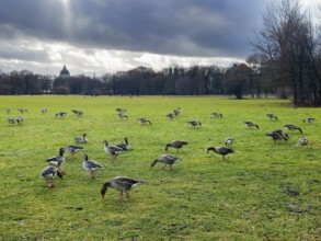 Greylag geese (Anser anser) in the English Garden, Munich, Bavaria, Germany, Europe