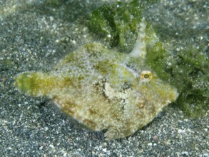 Seagrass filefish (Acreichthys tomentosus) on sandy seabed next to green algae, dive site Secret