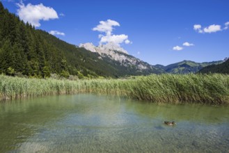 Haldensee, Tannheimer Tal, behind it the Rote Flüh, 2108m, Tannheimer Berge, Allgäu Alps, Tyrol,