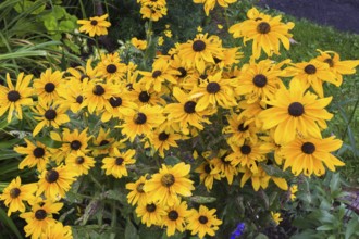 High angle view of Rudbeckia hirta 'Irish Spring', Coneflowers with insect damage in summer,