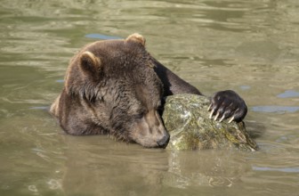 Brown bear (Ursus arctos) sitting in the water and playing with a large stone, Germany, Europe