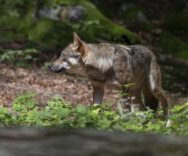 Wolf (Canis lupus) stands in a clearing in the forest and looks attentively, Germany, Europe