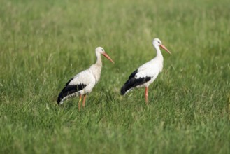 White storks (Ciconia ciconia) standing in a meadow, Lower Saxony, Germany, Europe