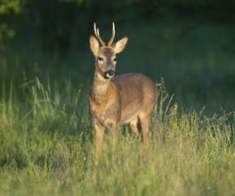 Roe deer (Capreolus capreolus), roebuck with beginning hair change standing in a meadow and looking