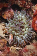 Sea anemone with purple tips and green tentacles, rock rose (Cribrinopsis crassa), on the reef in