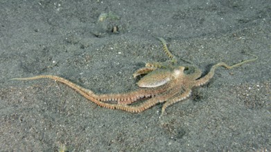 Marbled octopus (Amphioctopus aegina) on the sandy seabed with outstretched tentacles, dive site