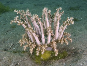 Beige-coloured tree anemone, hellfire (Actinodendron arboreum), sea anemone, with branching