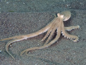 Marbled octopus (Amphioctopus aegina) with outstretched tentacles on the sandy seabed, dive site