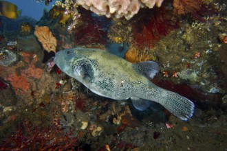 Colourful fish, blue spotted pufferfish (Arothron caeruleopunctatus), pufferfish, swimming through