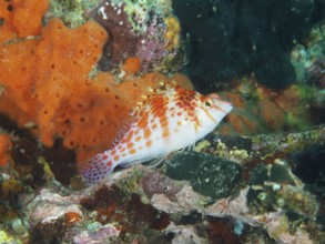 Dwarf Hawkfish (Cirrhitichthys falco) in a coral reef with bright colours, dive site Pidada,