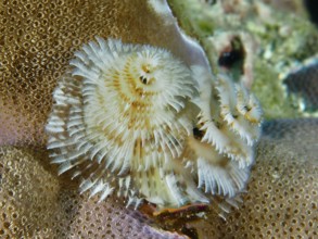 White, spiral-shaped worms, Indo-Pacific Christmas tree worm (Spirobranchus corniculatus), on a