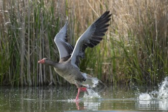 Greylag goose (Anser anser) taking off on a pond, Thuringia, Germany, Europe