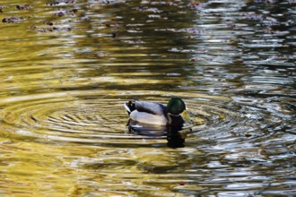 Mallard (Anas platyrhynchos) on a lake, autumn, Germany, Europe