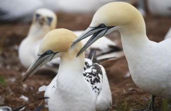 Gannet (Morus bassanus) on the offshore island of Heligoland, Schleswig-Holstein, Germany, Europe