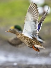 Mallard, Anas platyrhynchos, birds in flight over winter marshes