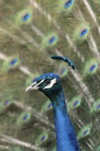 Indian peafowl or Peacock (Pavo cristatus) adult male bird displaying showing its tail feathers,