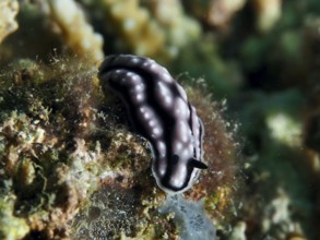 Pustular warty snail (Phyllidiella pustulosa), warty snail, with white stripes on corals, dive site