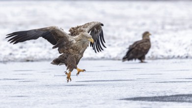 White-tailed eagle (Haliaeetus albicilla) foraging on a frozen lake, adult eagle, hunting over