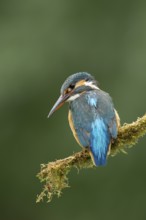 Common kingfisher (Alcedo atthis) adult female bird on a moss covered tree branch, England, United