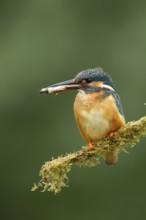 Common kingfisher (Alcedo atthis) adult female bird on a tree branch with a fish in its beak,