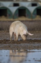 Domestic pig (Sus scrofa domesticus) adult farm animal standing in mud in a field, England, United