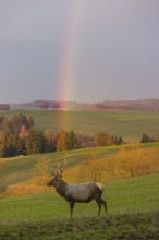 An Altai maral stag, Altai wapiti or Altai elk (Cervus canadensis sibiricus) stands in a meadow. A