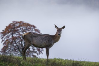 An Altai maral hind, Altai wapiti or Altai elk (Cervus canadensis sibiricus) stands in a meadow in