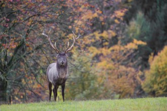 An Altai maral stag, Altai wapiti or Altai elk (Cervus canadensis sibiricus) stands in a meadow in