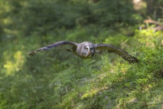 One great grey owl (Strix nebulosa) flying through a forest