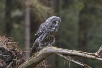 One great grey owl (Strix nebulosa) sitting on the root of a fallen spruce tree