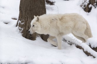 Melville Island wolf (Arctic wolf) running thru snow covered forest, snow falling