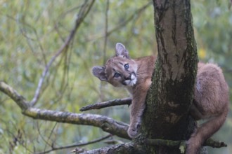 One cougar kitten, Puma concolor, resting in a tree with some green vegetation in the background