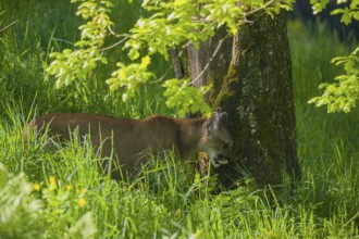 One adult cougar, Puma concolor, rests in tall grass next to a tree