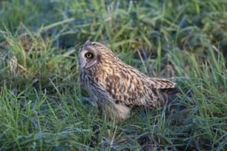 Short-eared owl (Asio flammeus) adult bird in grassland, England, United Kingdom, Europe