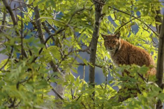 A Eurasian lynx (Lynx lynx) sits high up in a tree on a sunny day, looking towards the camera