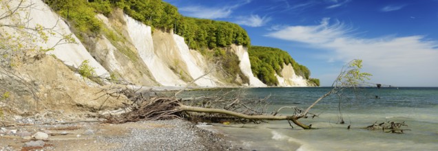 Uprooted tree on the cliffs in front of the chalk cliffs on the Baltic Sea, Jasmund National Park,