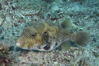 A well camouflaged map pufferfish (Arothron mappa) resting on the seabed, dive site SD, Nusa