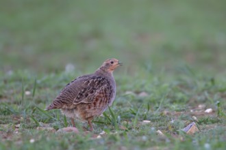 Grey or Hungarian or English partridge (Perdix perdix) adult bird calling in a farmland cereal