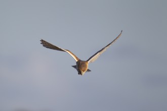 Barn owl (Tyto alba) adult bird of prey hovering in flight hunting over countryside, England,