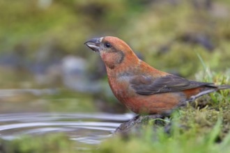 Common crossbill (Loxia curvirostra) adult male bird at a woodland water pool, England, United