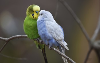 Budgerigars, (Melopsittacus undulatus) courtship display