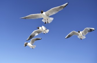 Black-headed gulls (Chroicocephalus ridibundus) fly