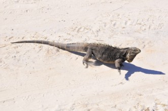 Cuban rock iguana (Cyclura nublia), Cuba, Caribbean, Central America