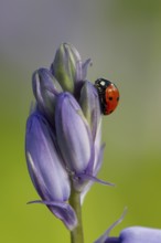 Seven-spot ladybird (Coccinella septempunctata) adult insect on a Bluebell flower in springtime,