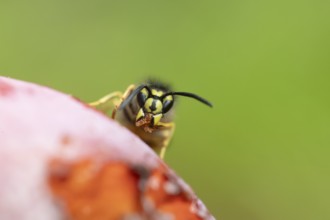 Common wasp (Vespula vulgaris) adult insect on fallen fruit in a garden in summer, England, United