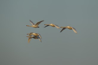 Whooper swan (Cygnus cygnus) five adult birds in flight in a flock, England, United Kingdom, Europe