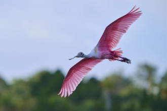 Roseate spoonbill (Ajaja ajaja), flying over a wooded area under a blue sky, Black Point Wildlife