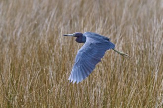 Great Blue Heron (Egretta caerulea), flying over marsh grass, Black Point Wildlife Drive,