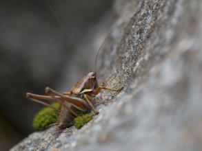 Alpine mountain cricket (Antaxius difformis), sitting on rocks, Germany, Europe